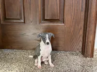 Jenna Lynn , a female Italian Greyhound for sale in Nappanee, IN – Photo 5 of 5
