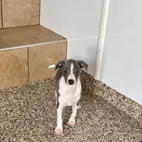 Jenna Lynn , a female Italian Greyhound for sale in Nappanee, IN – Photo 4 of 5