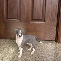Jenna Lynn , a female Italian Greyhound for sale in Nappanee, IN – Photo 2 of 5