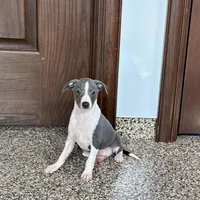 Jenna Lynn , a female Italian Greyhound for sale in Nappanee, IN – Photo 3 of 5