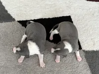 processed/9df88af3-7188-405a-9bb9-986e1332cdaa/listing/69333c54-9245-4868-9031-06fe7b23a666/bd0be290-7294-4089-9991-f33744419b9b