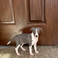 Jenna Lynn , a female Italian Greyhound for sale in Nappanee, IN – Photo 1 of 5