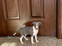 Jenna Lynn , a female Italian Greyhound for sale in Nappanee, IN – Photo 1 of 5