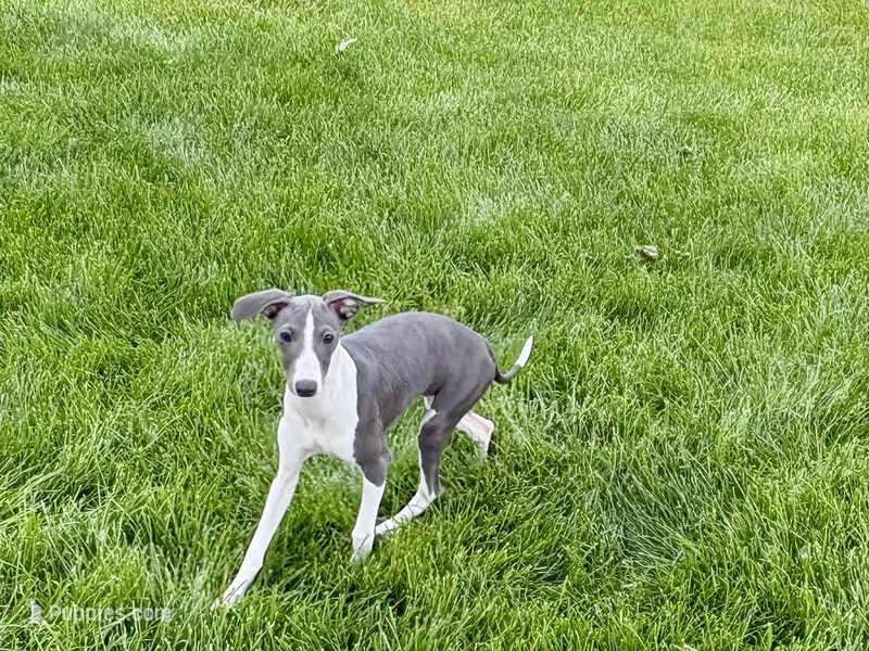 Jenna Lynn  – Italian Greyhound puppy for sale in Nappanee, IN