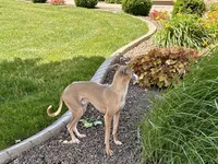 Derek, a male Italian Greyhound for sale in Nappanee, IN – 3 of 5