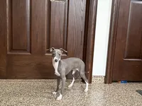 Janie , a female Italian Greyhound for sale in Nappanee, IN – 4 of 8