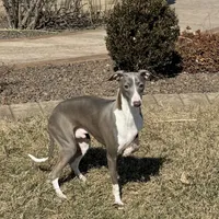 Eric, a male Italian Greyhound for sale in Nappanee, IN – Photo 8 of 8
