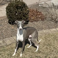 Eric, a male Italian Greyhound for sale in Nappanee, IN – Photo 3 of 8