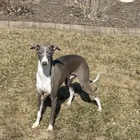 Eric, a male Italian Greyhound for sale in Nappanee, IN – Photo 2 of 8