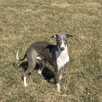 Eric, a male Italian Greyhound for sale in Nappanee, IN – Photo 5 of 8