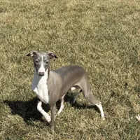 Eric, a male Italian Greyhound for sale in Nappanee, IN – Photo 6 of 8
