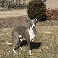 Eric, a male Italian Greyhound for sale in Nappanee, IN – Photo 1 of 8
