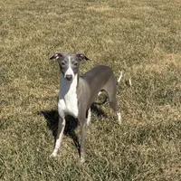 Eric, a male Italian Greyhound for sale in Nappanee, IN – Photo 4 of 8