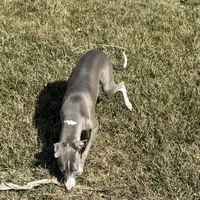 Eric, a male Italian Greyhound for sale in Nappanee, IN – Photo 7 of 8