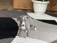 Georgie, a female Italian Greyhound for sale in Nappanee, IN – 6 of 10
