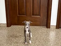 Janie , a female Italian Greyhound for sale in Nappanee, IN – 8 of 8