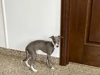 Janie , a female Italian Greyhound for sale in Nappanee, IN – 2 of 8