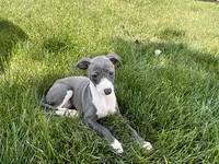 Donna , a female Italian Greyhound for sale in Nappanee, IN – 4 of 9