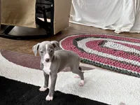 Georgie, a female Italian Greyhound for sale in Nappanee, IN – 8 of 10