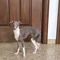 Becky, a female Italian Greyhound for sale in Nappanee, IN – Photo 1 of 8