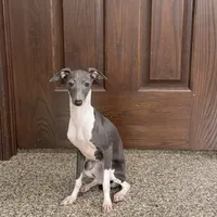 Becky, a female Italian Greyhound for sale in Nappanee, IN – Photo 2 of 8