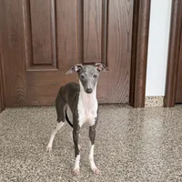 Becky, a female Italian Greyhound for sale in Nappanee, IN – Photo 7 of 8