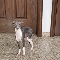 Becky, a female Italian Greyhound for sale in Nappanee, IN – Photo 5 of 8