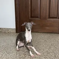 Becky, a female Italian Greyhound for sale in Nappanee, IN – Photo 8 of 8