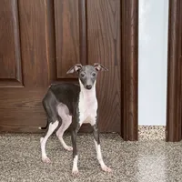 Becky, a female Italian Greyhound for sale in Nappanee, IN – Photo 3 of 8
