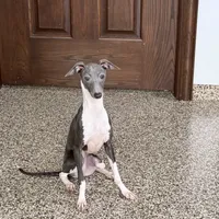 Becky, a female Italian Greyhound for sale in Nappanee, IN – Photo 4 of 8