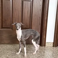Becky, a female Italian Greyhound for sale in Nappanee, IN – Photo 6 of 8