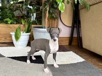 Sonya, a female Italian Greyhound for sale in Nappanee, IN – 2 of 7