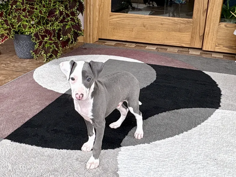Scottie – Italian Greyhound puppy for sale in Nappanee, IN