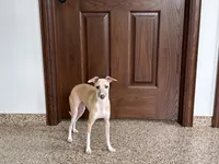Rocky, a male Italian Greyhound for sale in Nappanee, IN – 4 of 7