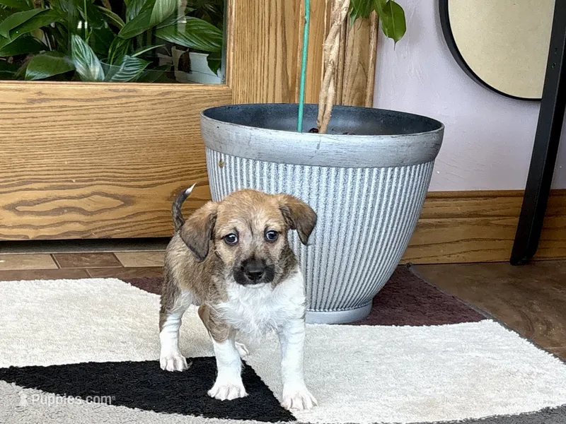 Sally , a female Havanese and Italian Greyhound for sale in Nappanee, IN – 1 of 8
