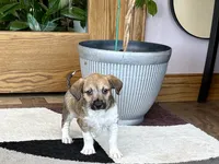 Sally , a female Havanese and Italian Greyhound for sale in Nappanee, IN – 1 of 8