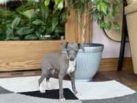 Sonya, a female Italian Greyhound for sale in Nappanee, IN – 2 of 7