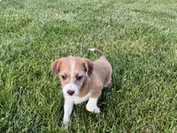Cade , a male Havanese and Italian Greyhound for sale in Nappanee, IN – 8 of 10