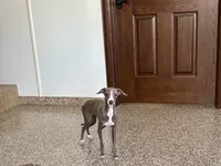 Lena, a female Italian Greyhound for sale in Nappanee, IN – 4 of 5