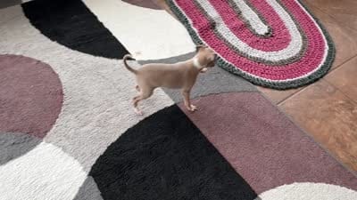 Leora, a female Italian Greyhound for sale in Nappanee, IN – 10 of 10