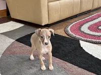 Leora, a female Italian Greyhound for sale in Nappanee, IN – 3 of 10