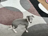 Gabby , a female Italian Greyhound for sale in Nappanee, IN – 7 of 7