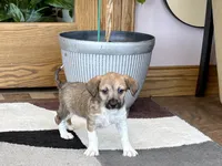 Sally , a female Havanese and Italian Greyhound for sale in Nappanee, IN – 7 of 8