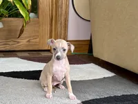 Janie, a female Italian Greyhound for sale in Nappanee, IN – 8 of 10