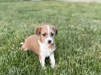 Cade , a male Havanese and Italian Greyhound for sale in Nappanee, IN – 5 of 10