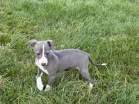 Janie , a female Italian Greyhound for sale in Nappanee, IN – 3 of 8