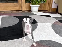 Scottie, a male Italian Greyhound for sale in Nappanee, IN – 2 of 8