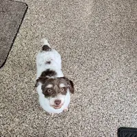 Chico chocolate and white, a male Havanese for sale in Nappanee, IN – Photo 9 of 9