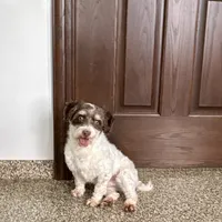 Chico chocolate and white, a male Havanese for sale in Nappanee, IN – Photo 2 of 9