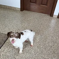 Chico chocolate and white, a male Havanese for sale in Nappanee, IN – Photo 8 of 9